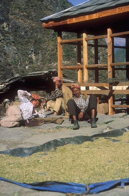 Malana - sušenje semen za naslednjo setev Malana - sušenje semen za naslednjo setev