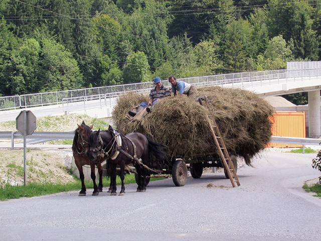 Ob ograjeni motorizirani kači ponekod življenje teče podobno kot nekoč. Počasi in previdno, namesto motorja konj, namesto umetnih sedežev pa seno. Voznik se za avtocesto ni zmenil prav dosti. Ob ograjeni motorizirani kači ponekod življenje teče podobno kot nekoč. Počasi in previdno, namesto motorja konj, namesto umetnih sedežev pa seno. Voznik se za avtocesto ni zmenil prav dosti.
