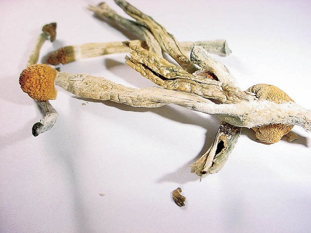 Mexican (psilocybe cubensis) - uvoz iz Amsterdama Mexican (psilocybe cubensis) - uvoz iz Amsterdama