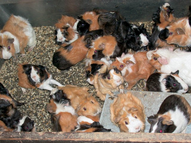 Morski prašički v hlevčku Inštituta za farmakologijo in eksperimentalno toksikologijo Morski prašički v hlevčku Inštituta za farmakologijo in eksperimentalno toksikologijo