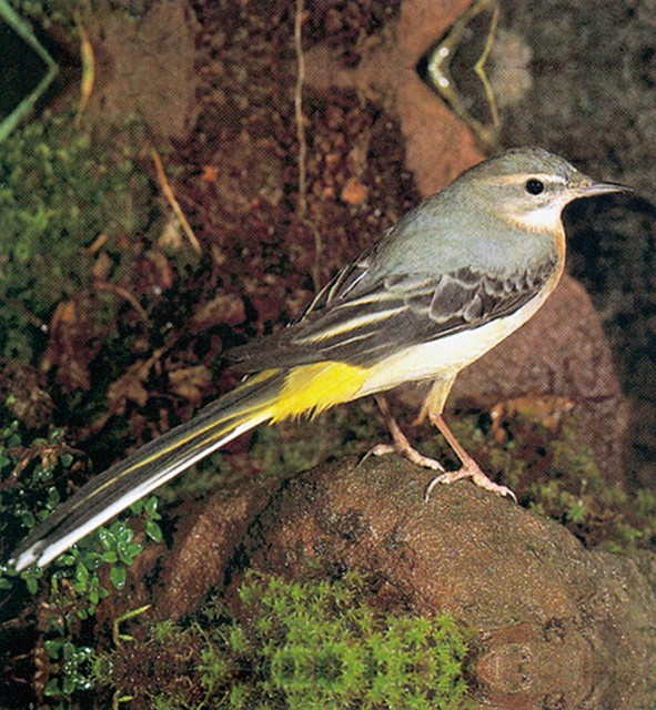 Siva pastirica Siva pastirica