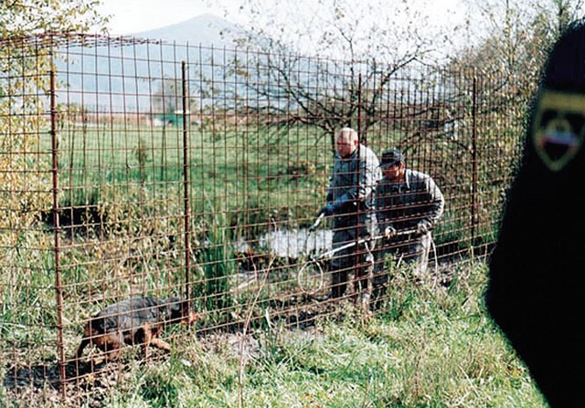 Šintarji na delu Šintarji na delu