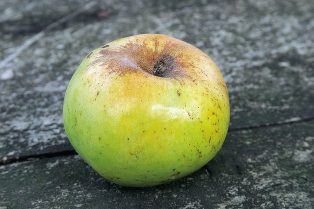 Voščenka Voščenka
