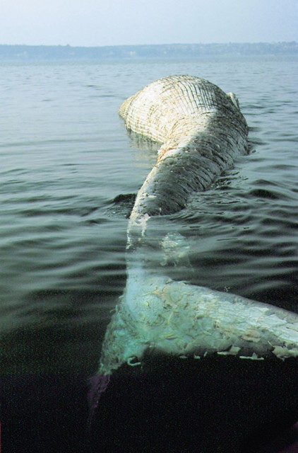 Tudi kiti zaidejo v slovensko morje. Plavajoče truplo 13-metrskega brazdastega kita (Balaenoptera physalus) je marca presenetilo slovensko javnost. Tudi kiti zaidejo v slovensko morje. Plavajoče truplo 13-metrskega brazdastega kita (Balaenoptera physalus) je marca presenetilo slovensko javnost.
