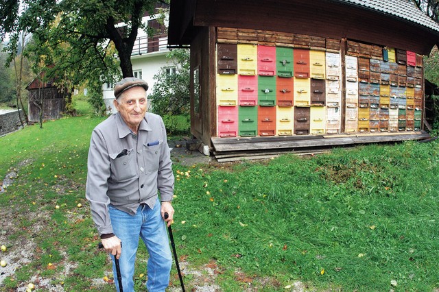 lovenija je premajhna za čebele, trdijo Ingliči lovenija je premajhna za čebele, trdijo Ingliči