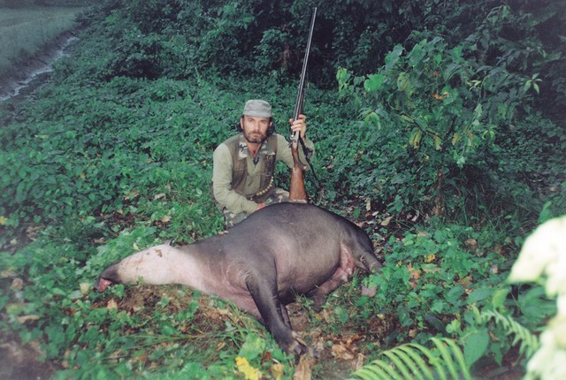 Čeprav so tapirji na videz miroljubne in tolsto spokojne živali, se v času oplodnje ali če so ranjeni spremenijo v besneče furije, ki se jih je treba zelo zelo bati. Čeprav so tapirji na videz miroljubne in tolsto spokojne živali, se v času oplodnje ali če so ranjeni spremenijo v besneče furije, ki se jih je treba zelo zelo bati.