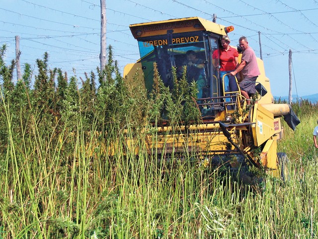 Bogati pridelek industrijske konoplje