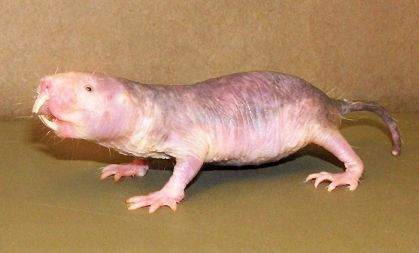 Goli peskar (Heterocephalus glaber)