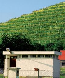 Le nekaj metrov nad hišami intenzivno škropijo v nadškofijskem vinogradu. Le nekaj metrov nad hišami intenzivno škropijo v nadškofijskem vinogradu.