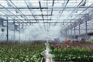 Rastlinjak podjetja Ocean Orchids, ki ga bližnja bioplinarna oskrbuje s toploto Rastlinjak podjetja Ocean Orchids, ki ga bližnja bioplinarna oskrbuje s toploto