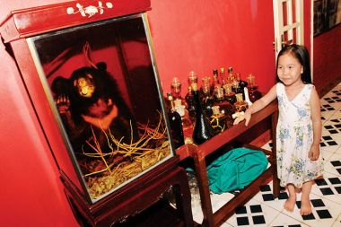 »Moj medo!« - v žganjico potopljen medvedji mladič v perverzni pozi kazanja jezika, delo bolne domišljije neimenovanega vietnamskega akvarista »Moj medo!« - v žganjico potopljen medvedji mladič v perverzni pozi kazanja jezika, delo bolne domišljije neimenovanega vietnamskega akvarista